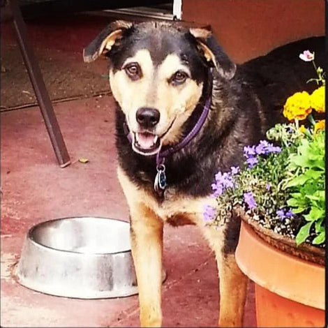 A black and tan dog wearing a purple collar stands on a reddish patio next to a metal bowl and a potted plant with yellow and purple flowers.